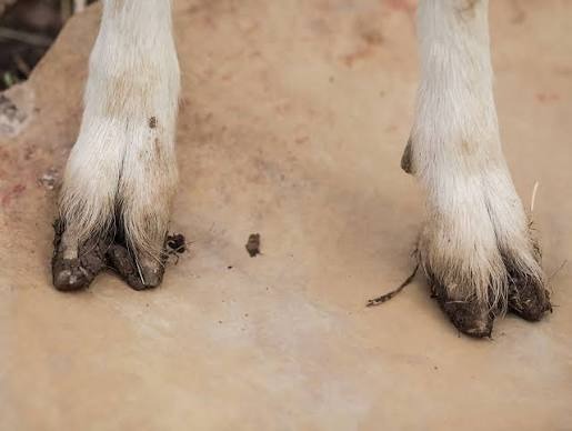 FOOT ROT IN SHEEP: PROTECTING HOOF HEALTH FOR BETTER PRODUCTIVITY